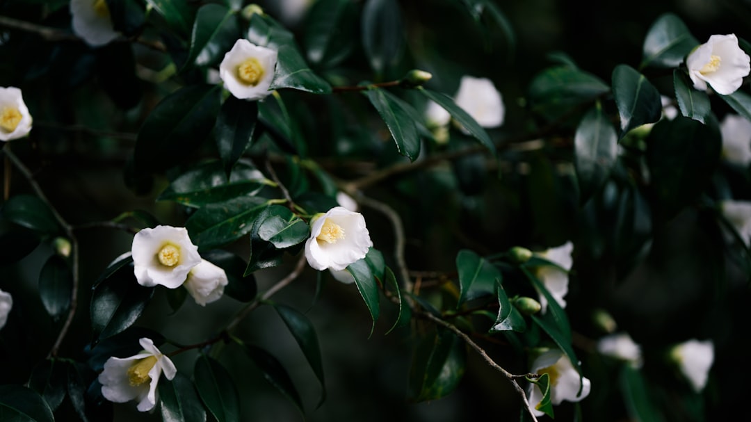 Photo Camellia flower